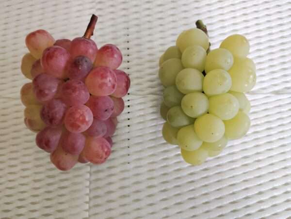 お任せぶどうセット